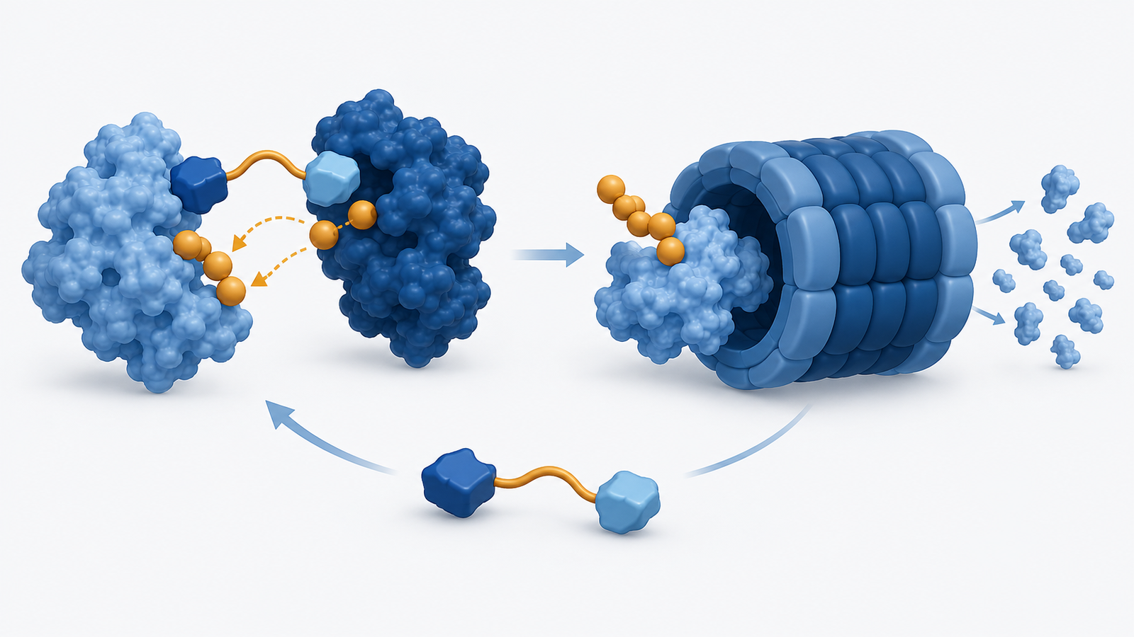 Conceptual diagram: A structure that connects two bindings with a linker to the target protein and decomposition, and the target is transported to the decomposition device