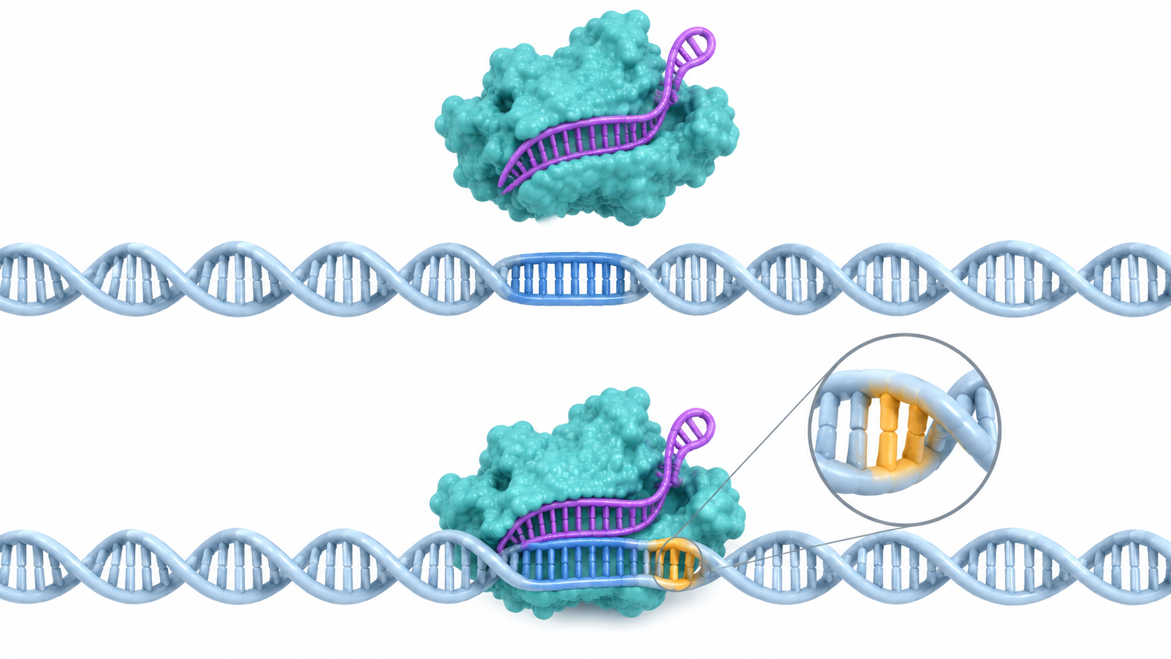 The upper DNA segment has no adjacent PAM, so Cas9 with its guide RNA remains above it rather than recognizing it as a target. The lower segment has an amber-highlighted PAM, and Cas9 with guide RNA is bound there; an inset magnifies the PAM.