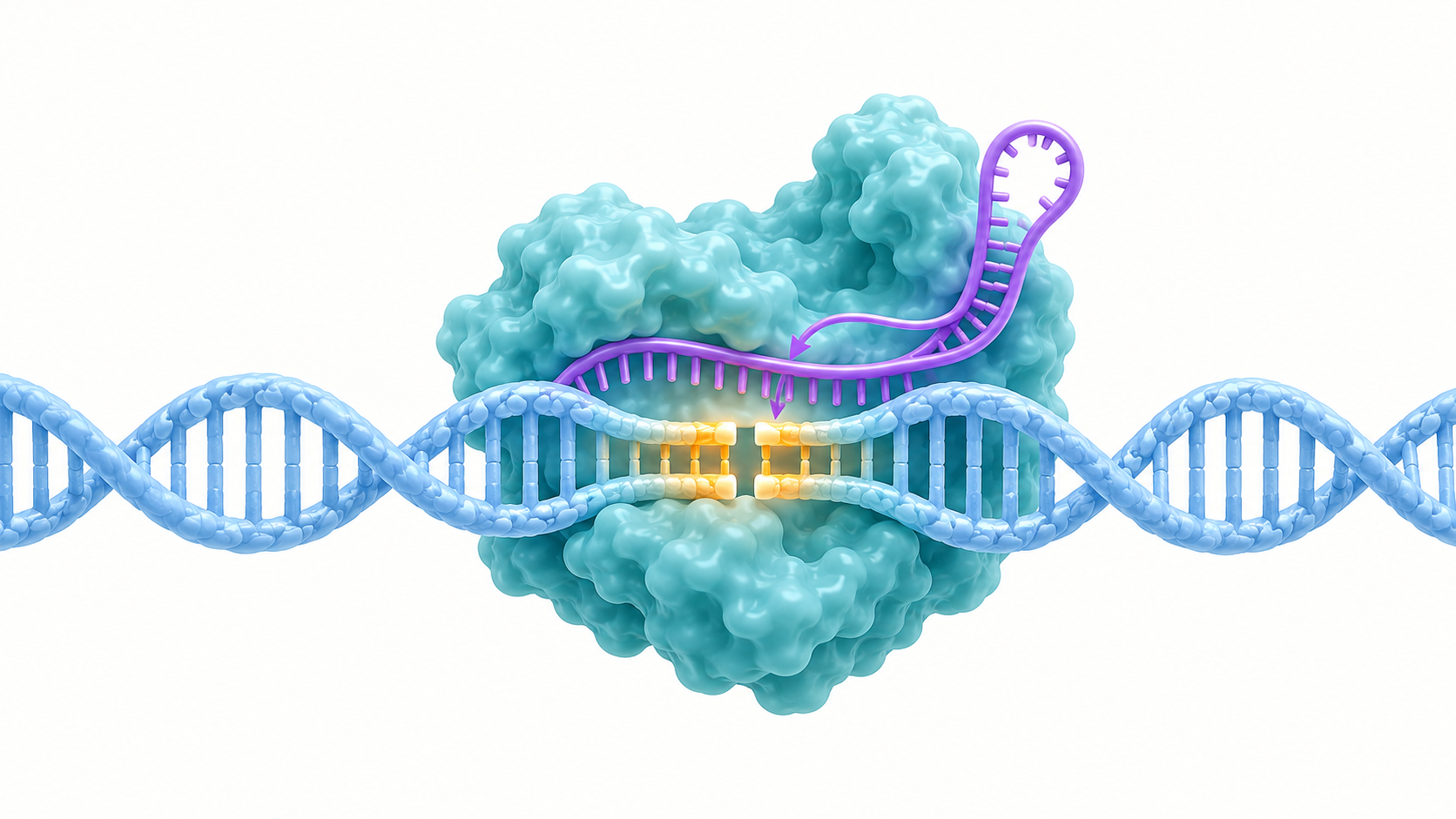 A teal Cas9 complex with a violet guide RNA binds an amber-highlighted target site on DNA and makes a double-strand break at that one site in a conceptual illustration