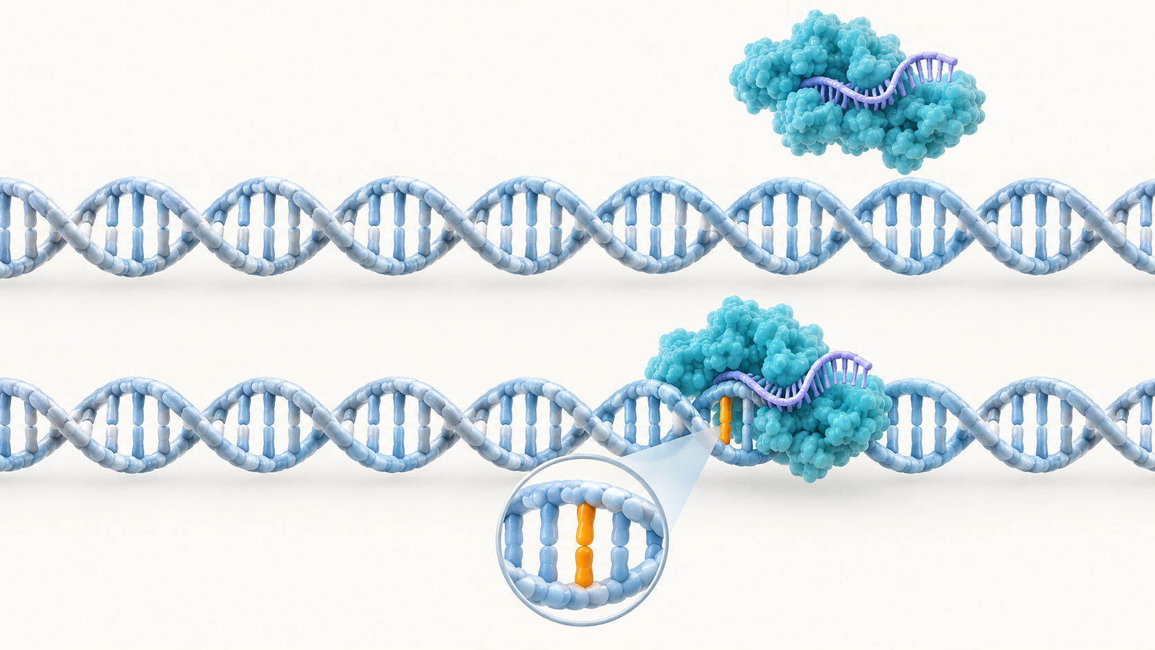 The upper DNA strand represents a reference sequence without Cas9 binding. The lower strand highlights a single-base variant in amber and illustrates a site where Cas9 could bind; the inset magnifies the differing base.
