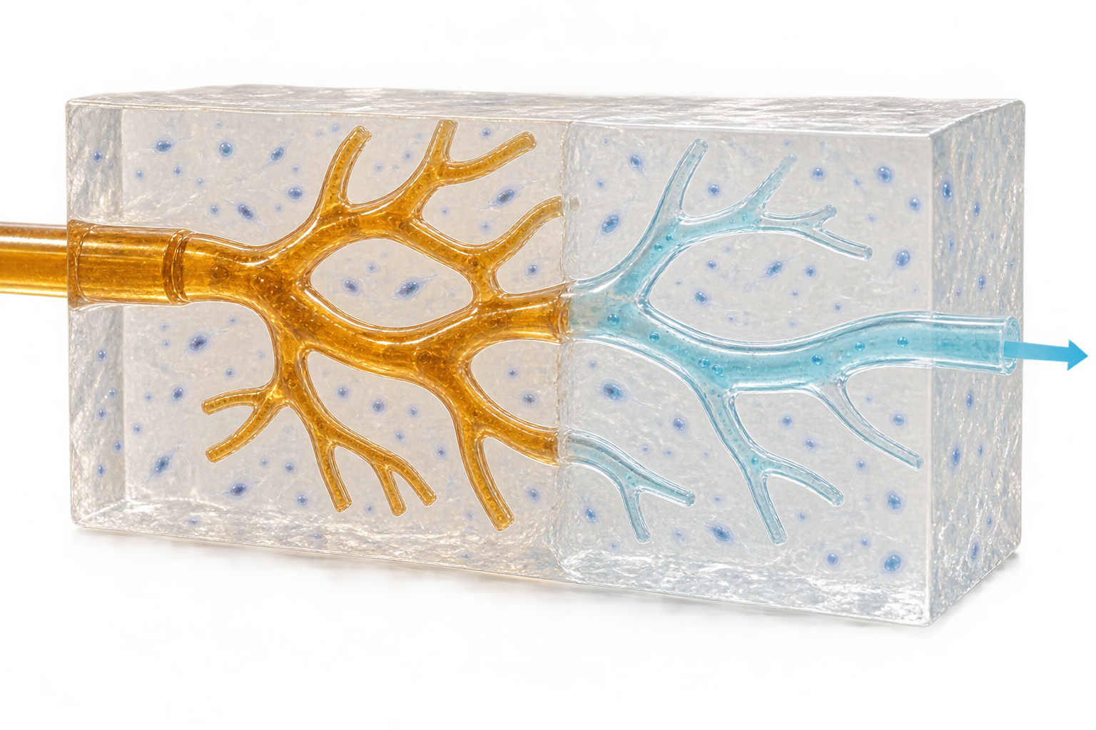 A branching sugar template embedded in gel on the left; the hollow channel after template removal, with blue medium, on the right
