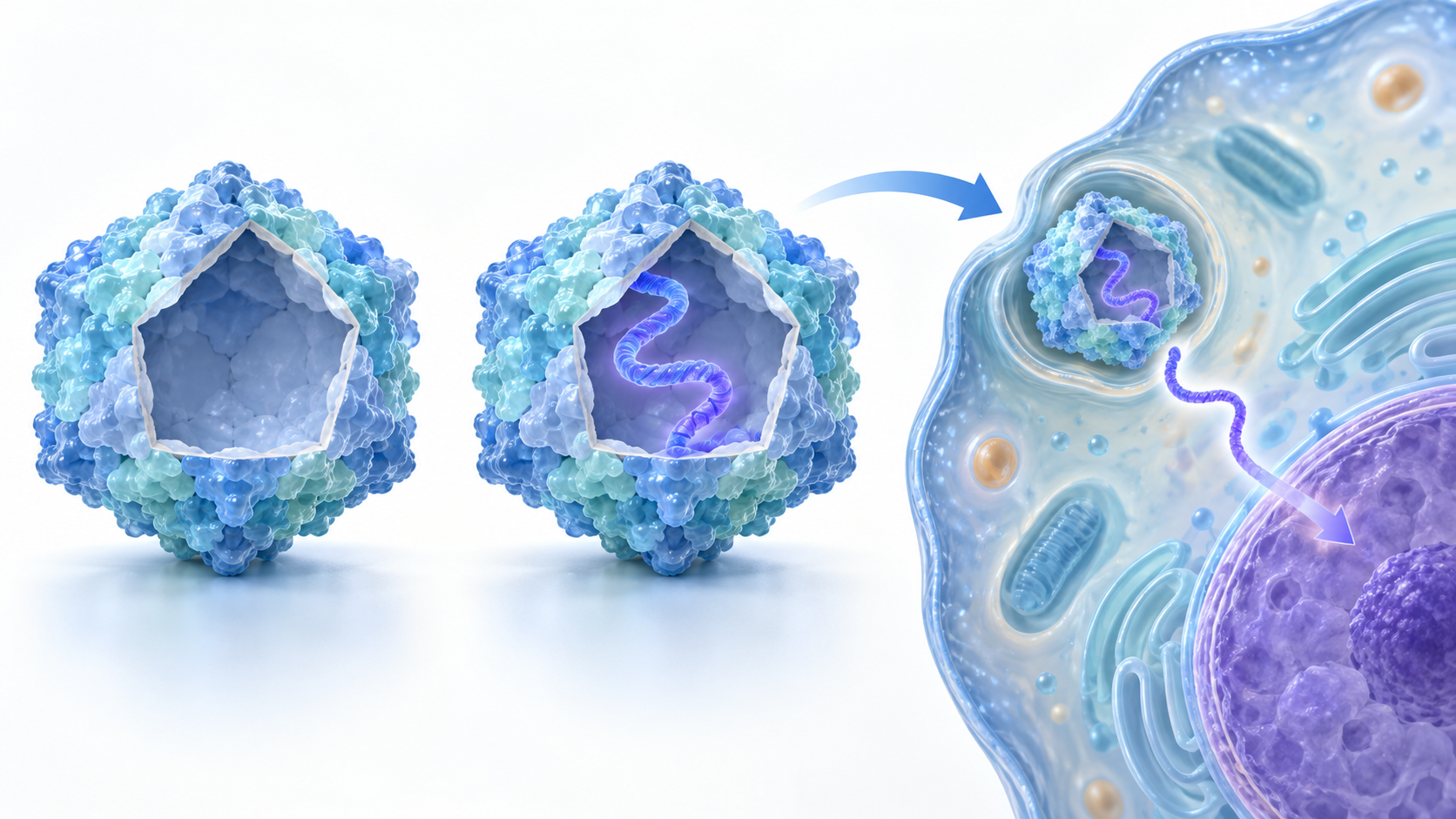 Conceptual illustration comparing an empty AAV capsid with a genome-containing capsid and showing the latter delivering genetic material to a cell